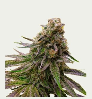 CHERRY OREGON